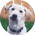 yellow lab circle frame