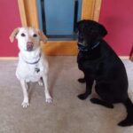 black and yellow labs