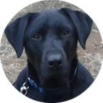 black lab in circle frame