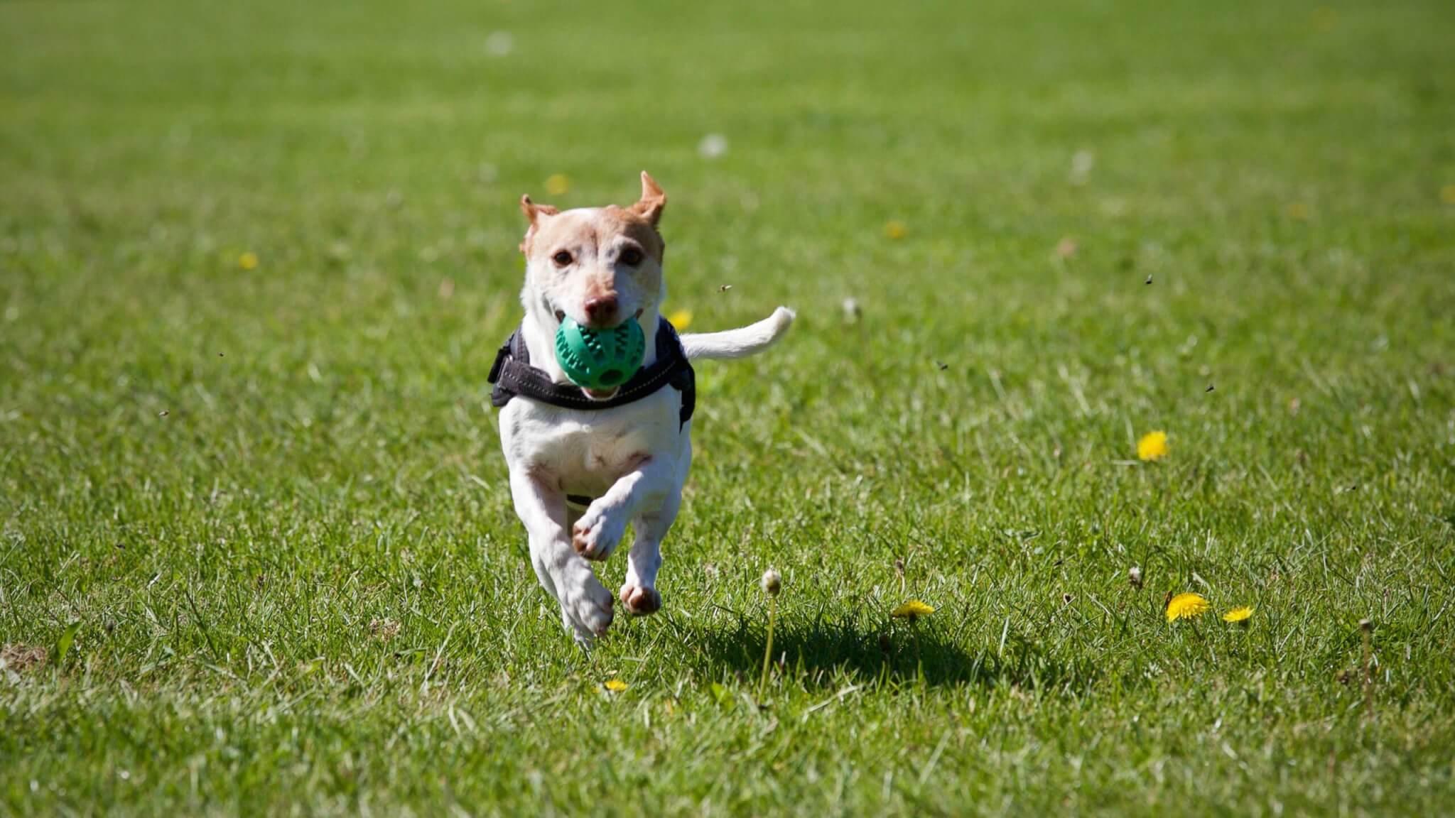 Dog running across lawn with ball