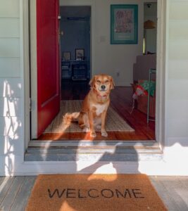 Dog in doorway welcoming