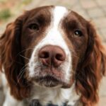 springer spaniel close up