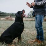 Man cueing dog to sit with a handsignal