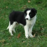 Border Collie pup on grass