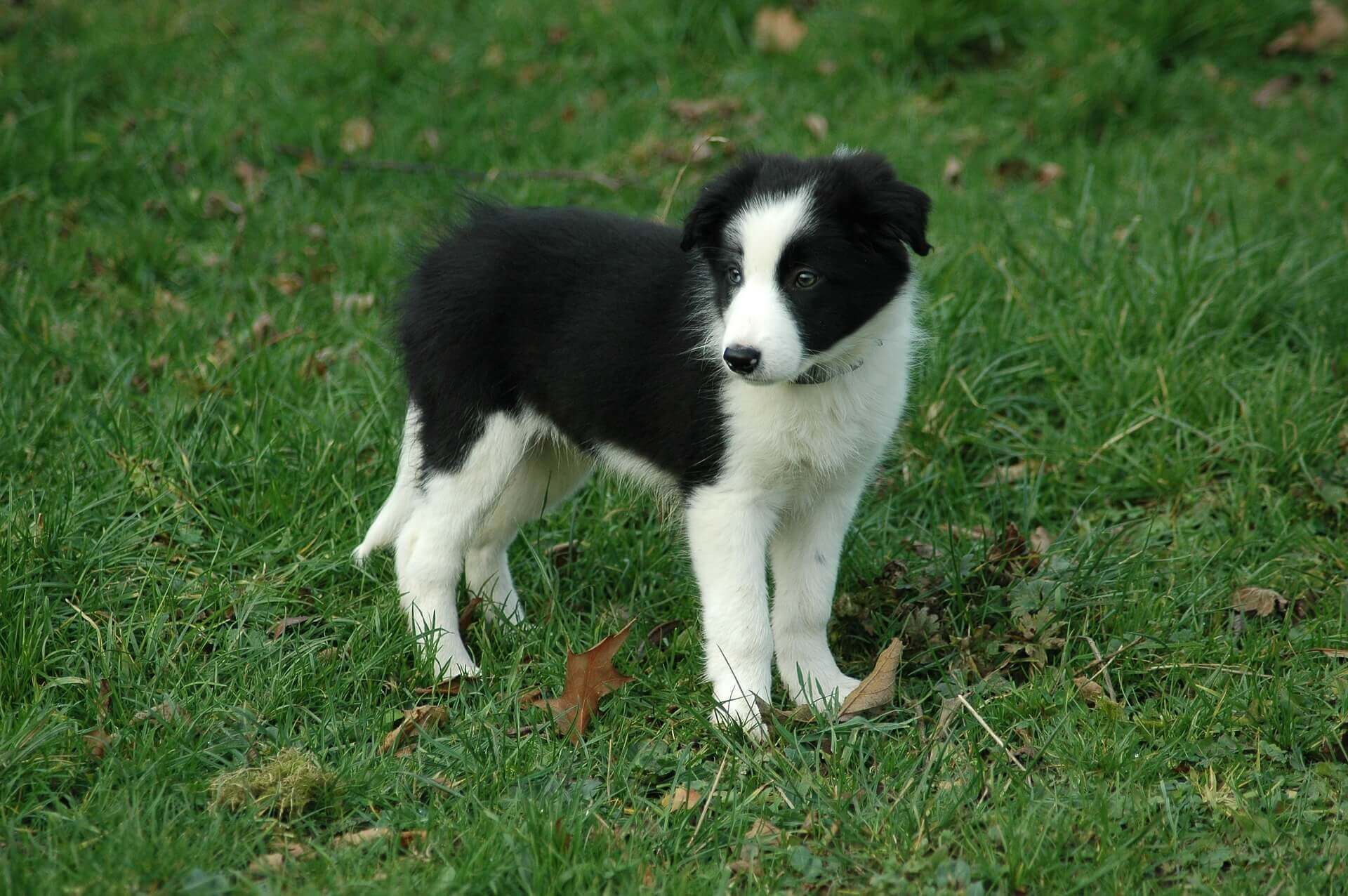Border Collie pup on grass