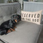 dachshund sitting on couch