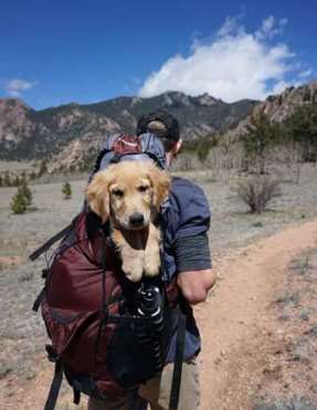 Man hiking with puppy golden retriever