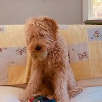 Goldendoodle with ball in its' mouth