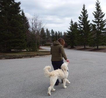 training goldendoodle on leash