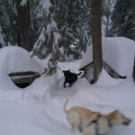 black lab chasing yellow lab in snow