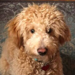 golden doodle