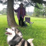 Husky Sheppard mix looking at owner, trainer in the background