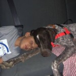 boy and dog sleeping in back seat of car