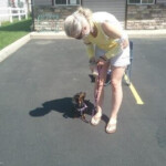 loose leash walking with dachshund