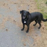 Black lab on walk