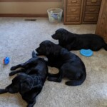 3 black labs not social distancing