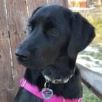 Black lab sitting pretty