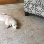 Tired yellow lab puppy on floor